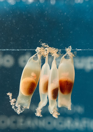 https://media-cdn.paulandshark.com/ecom/content/stories/shark_day/shark_day_gallery1_d1.jpg https://media-cdn.paulandshark.com/ecom/content/stories/shark_day/shark_day_gallery1_d1.jpg