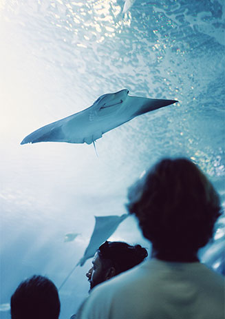 https://media-cdn.paulandshark.com/ecom/content/stories/shark_day/shark_day_gallery1_d11.jpg https://media-cdn.paulandshark.com/ecom/content/stories/shark_day/shark_day_gallery1_d11.jpg