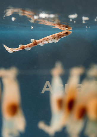 https://media-cdn.paulandshark.com/ecom/content/stories/shark_day/shark_day_gallery1_d3.jpg https://media-cdn.paulandshark.com/ecom/content/stories/shark_day/shark_day_gallery1_d3.jpg