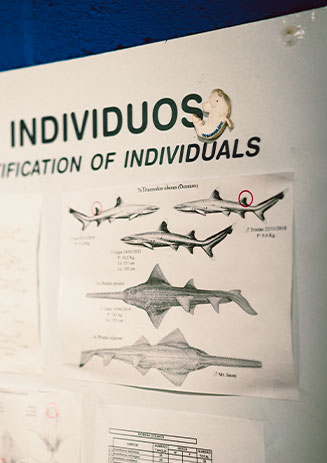 https://media-cdn.paulandshark.com/ecom/content/stories/shark_day/shark_day_gallery1_d5.jpg https://media-cdn.paulandshark.com/ecom/content/stories/shark_day/shark_day_gallery1_d5.jpg