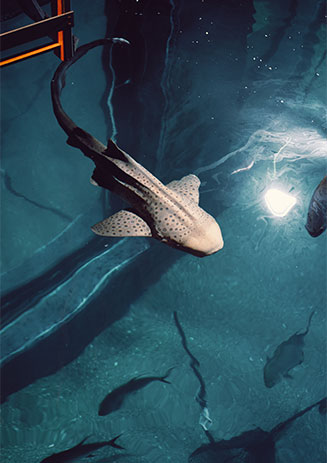 https://media-cdn.paulandshark.com/ecom/content/stories/shark_day/shark_day_gallery1_d7.jpg https://media-cdn.paulandshark.com/ecom/content/stories/shark_day/shark_day_gallery1_d7.jpg