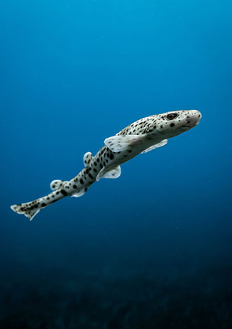 https://media-cdn.paulandshark.com/ecom/content/stories/shark_day/shark_day_gallery2_d11.jpg https://media-cdn.paulandshark.com/ecom/content/stories/shark_day/shark_day_gallery2_d11.jpg
