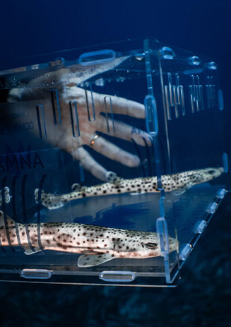 https://media-cdn.paulandshark.com/ecom/content/stories/shark_day/shark_day_gallery2_d12.jpg https://media-cdn.paulandshark.com/ecom/content/stories/shark_day/shark_day_gallery2_d12.jpg