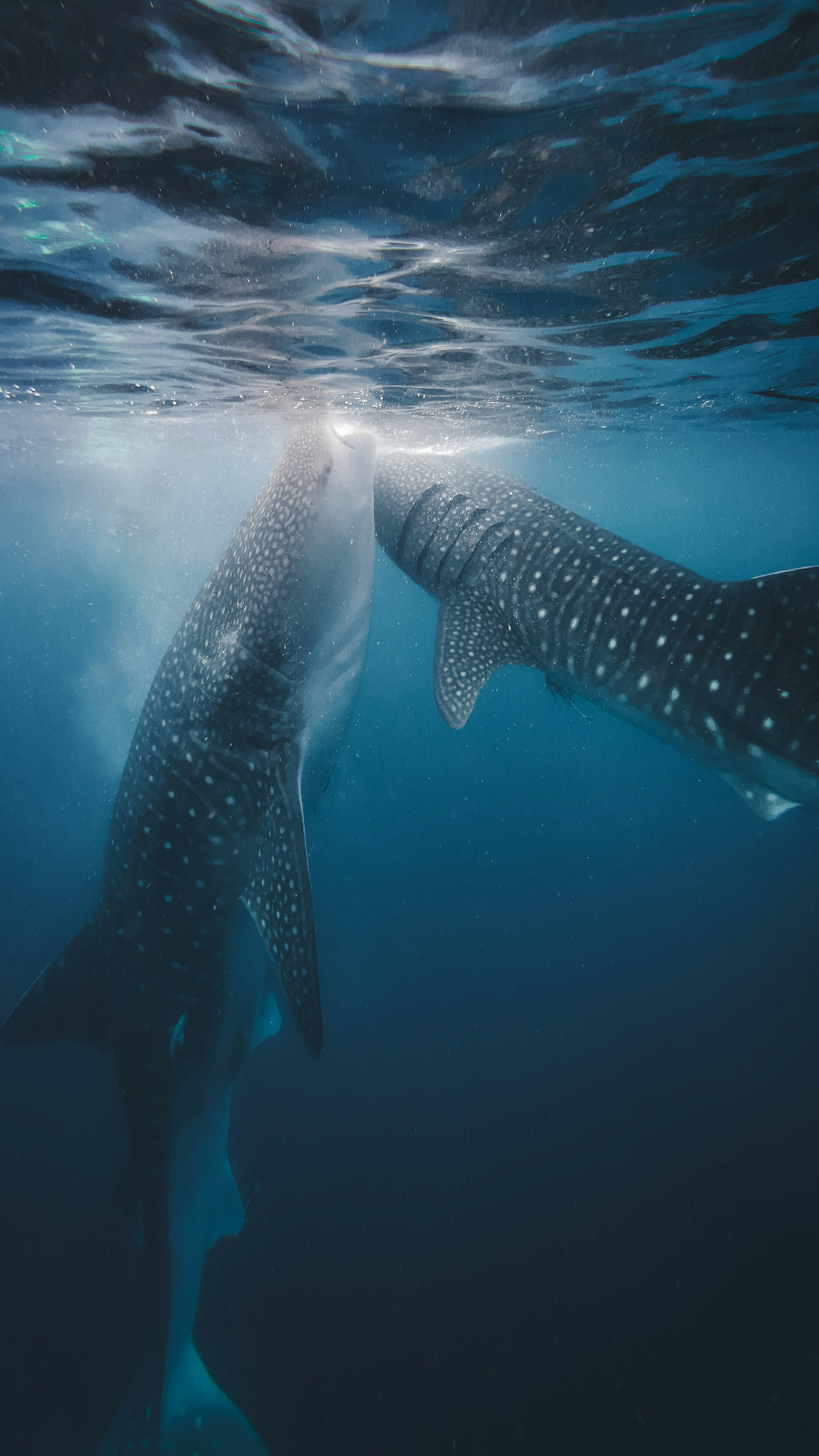 Homepage | Paul & Shark