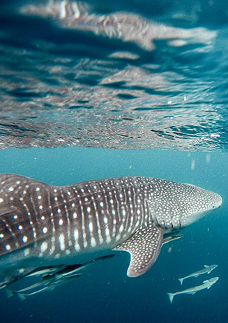 https://media-cdn.paulandshark.com/ecom/content/stories/shark_day_2024/gallery1-d.png https://media-cdn.paulandshark.com/ecom/content/stories/shark_day_2024/gallery1-d.png