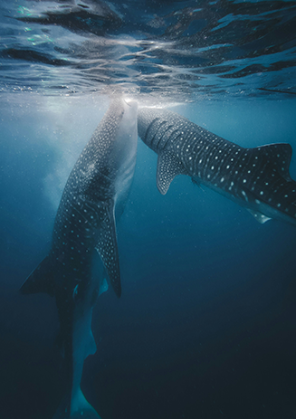 https://media-cdn.paulandshark.com/ecom/content/stories/shark_day_2024/gallery3-d.png https://media-cdn.paulandshark.com/ecom/content/stories/shark_day_2024/gallery3-d.png