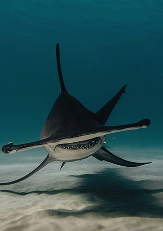 https://media-cdn.paulandshark.com/ecom/content/stories/shark_day_2024/gallery4-d.png https://media-cdn.paulandshark.com/ecom/content/stories/shark_day_2024/gallery4-d.png