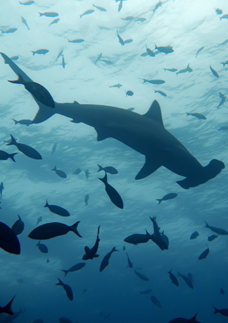 https://media-cdn.paulandshark.com/ecom/content/stories/shark_day_2024/gallery5-d.png https://media-cdn.paulandshark.com/ecom/content/stories/shark_day_2024/gallery5-d.png
