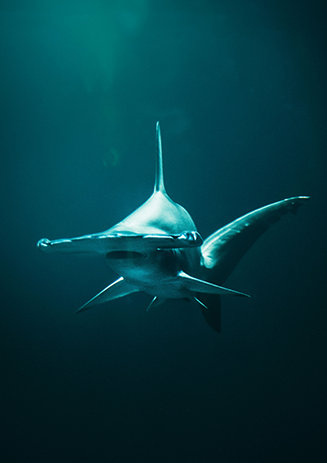https://media-cdn.paulandshark.com/ecom/content/stories/shark_day_2024/gallery6-d.png https://media-cdn.paulandshark.com/ecom/content/stories/shark_day_2024/gallery6-d.png