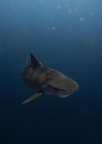 https://media-cdn.paulandshark.com/ecom/content/stories/shark_day_2024/gallery7-d.png https://media-cdn.paulandshark.com/ecom/content/stories/shark_day_2024/gallery7-d.png