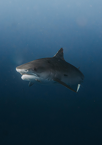 https://media-cdn.paulandshark.com/ecom/content/stories/shark_day_2024/gallery8-d.png https://media-cdn.paulandshark.com/ecom/content/stories/shark_day_2024/gallery8-d.png