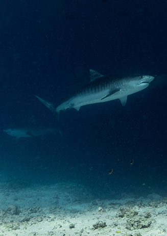 https://media-cdn.paulandshark.com/ecom/content/stories/shark_day_2024/gallery9-d.png https://media-cdn.paulandshark.com/ecom/content/stories/shark_day_2024/gallery9-d.png